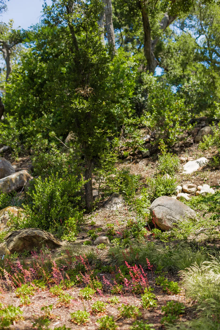 Wooded Dell