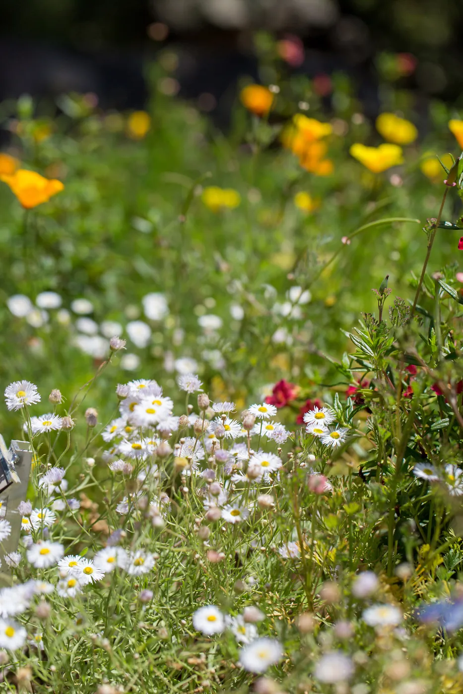 Meadow Wildflowers