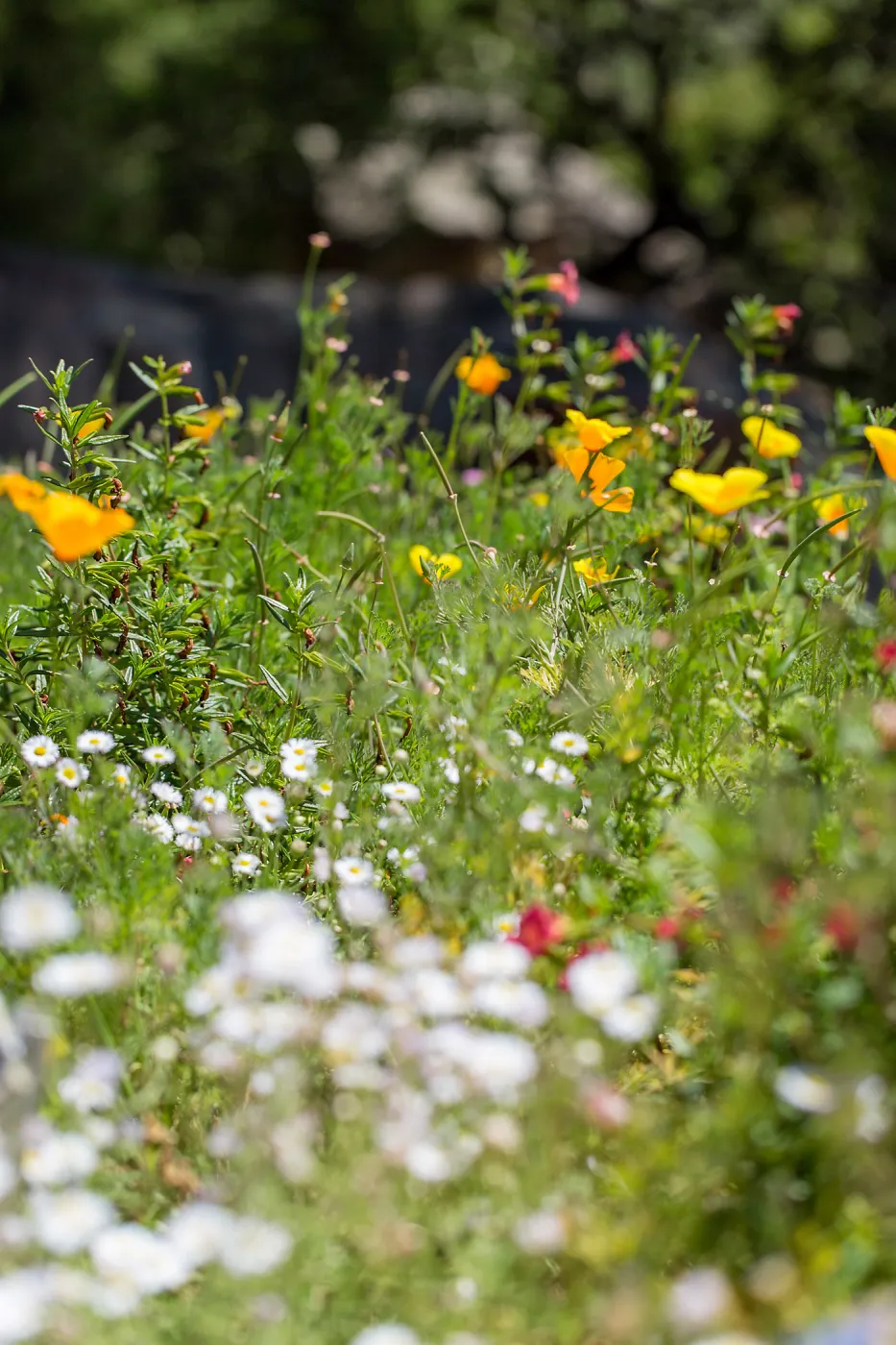 Meadow Wildflowers