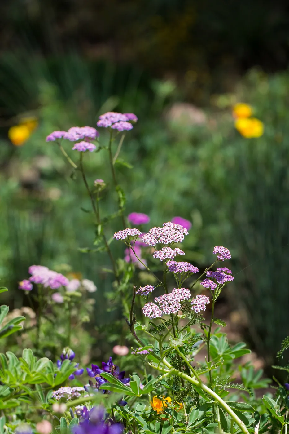 Achillea in the Meadow