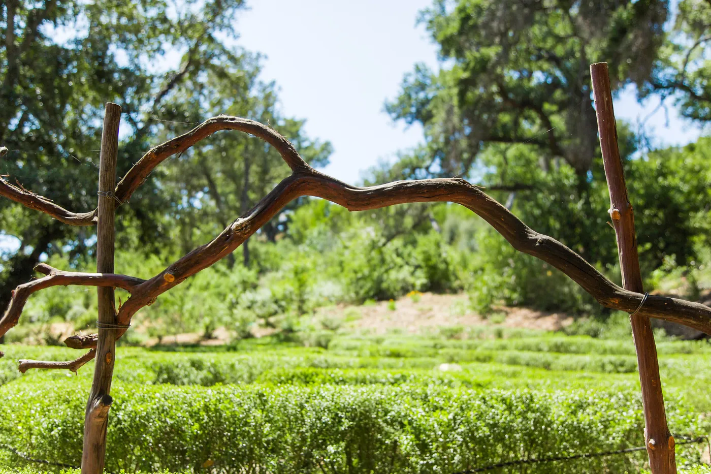 Centennial Maze Entrance