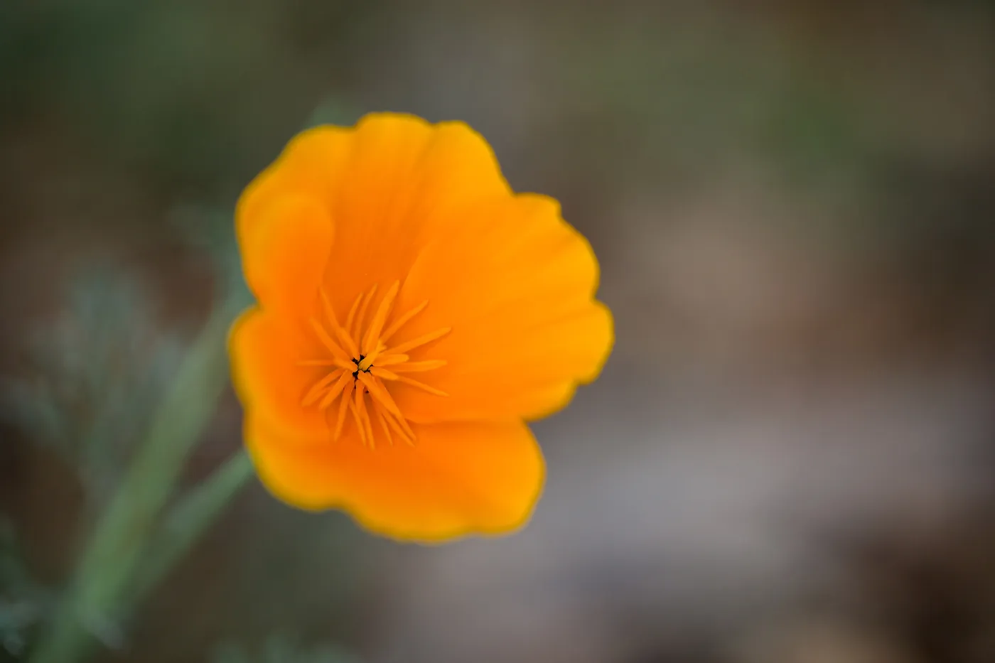 Poppy