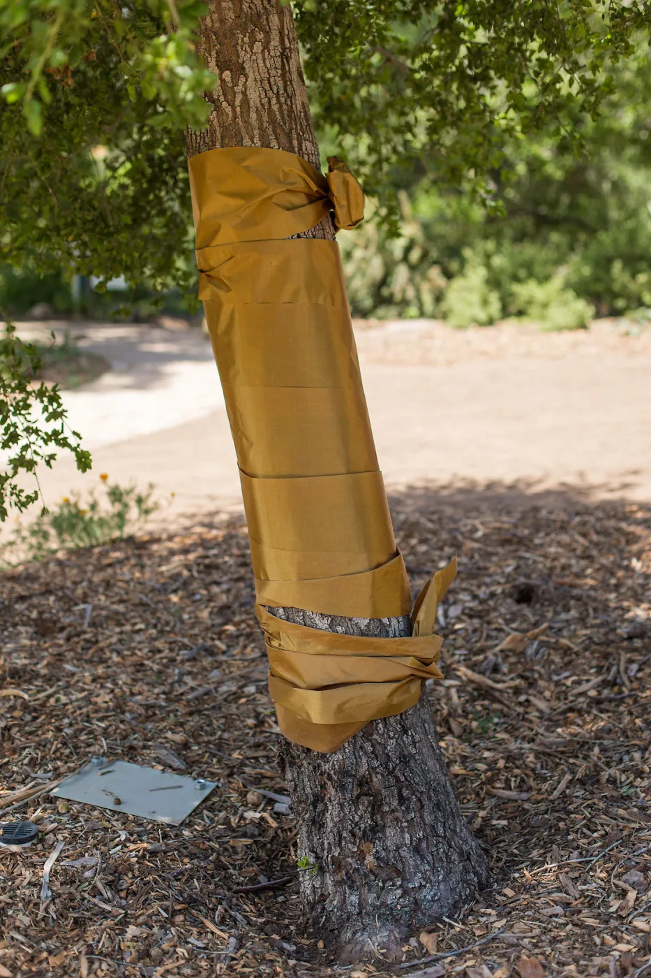 Cultivating the Wild: Native Gardens Tour and 90th Birthday Celebration