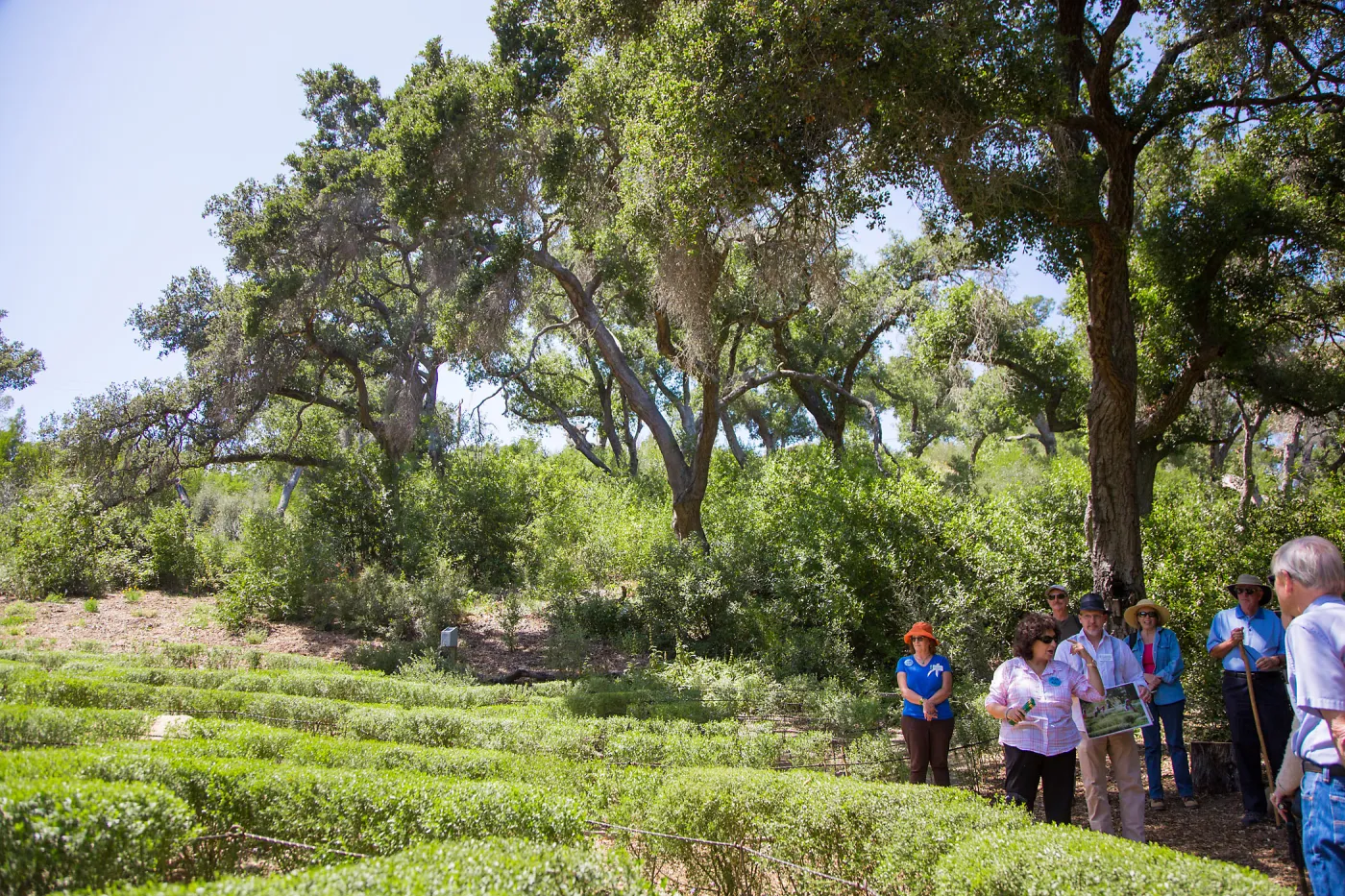 Cultivating the Wild: Native Gardens Tour and 90th Birthday Celebration, Centennial Maze