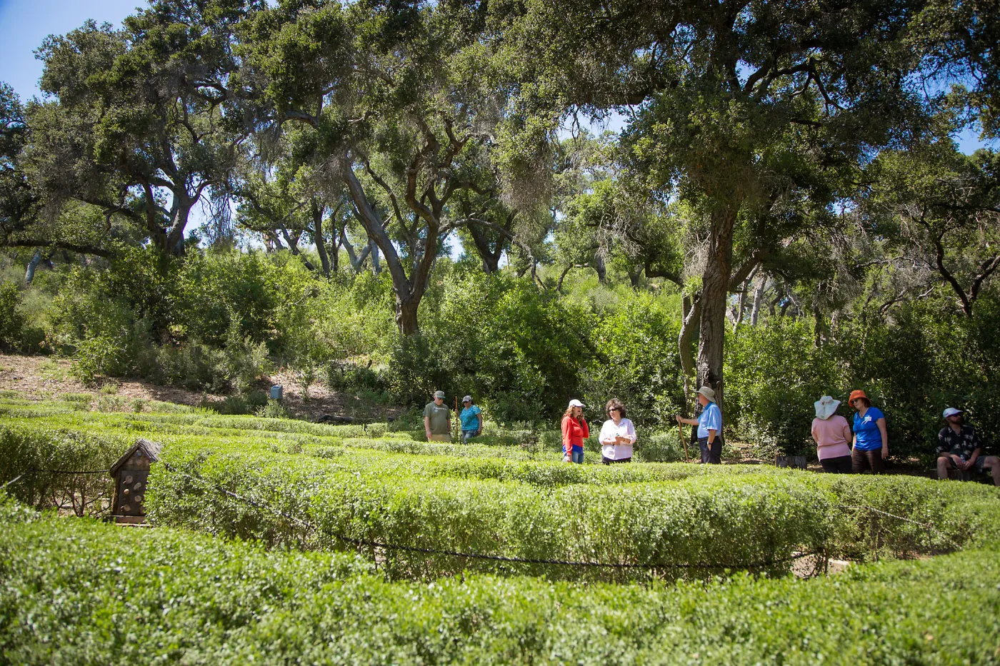 Cultivating the Wild: Native Gardens Tour and 90th Birthday Celebration, Centennial Maze