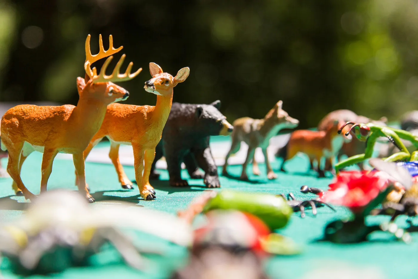 Cultivating the Wild: Native Gardens Tour and 90th Birthday Celebration, Plant-Animal Interaction Display