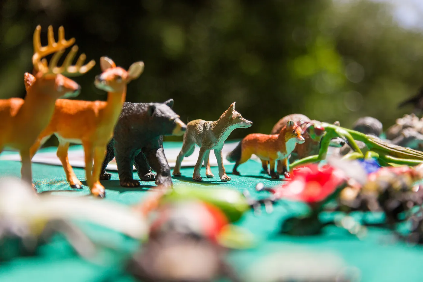 Cultivating the Wild: Native Gardens Tour and 90th Birthday Celebration, Plant-Animal Interaction Display