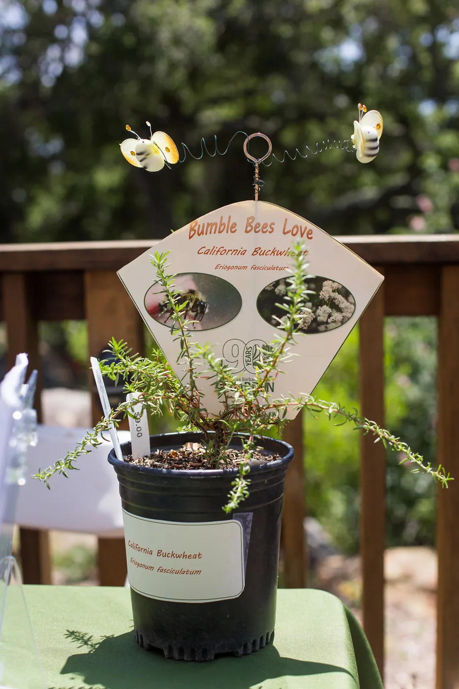 Cultivating the Wild: Native Gardens Tour and 90th Birthday Celebration, Bumble Bee Plant Quest
