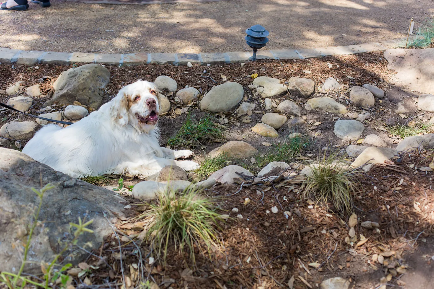 Cultivating the Wild: Native Gardens Tour and 90th Birthday Celebration