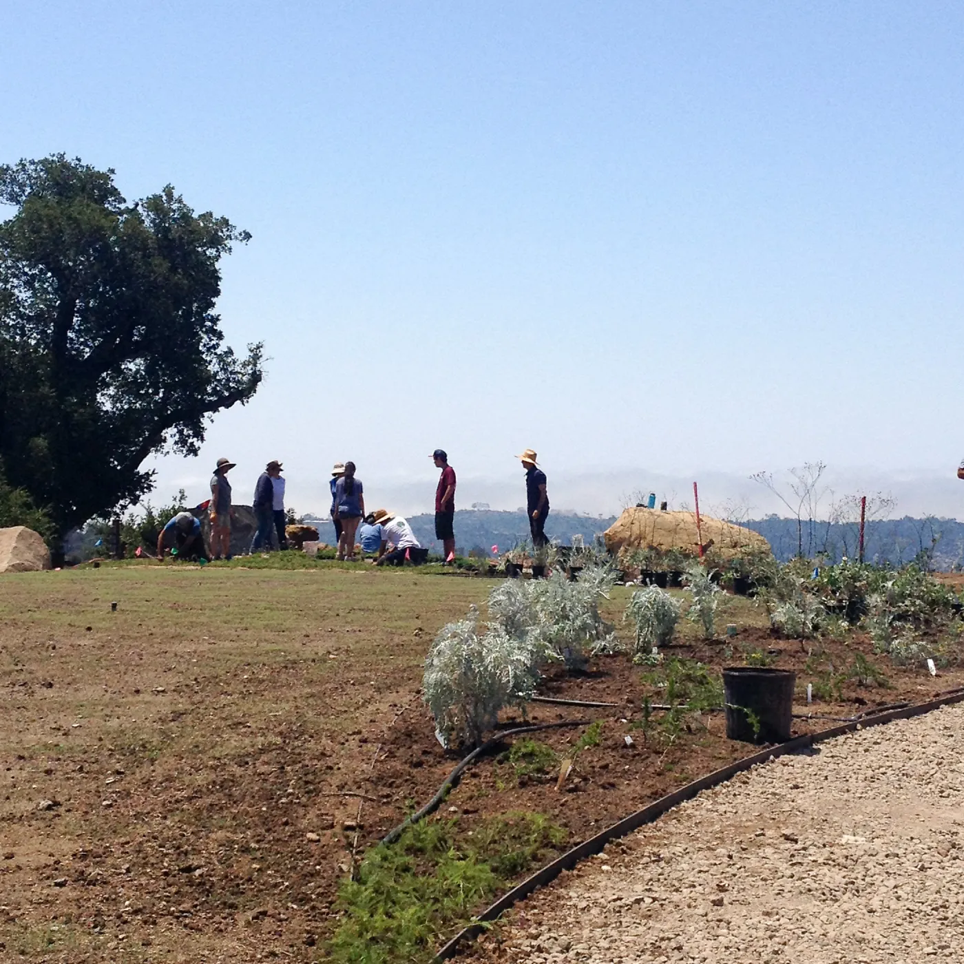 Volunteers and staff planting the new Island View Garden