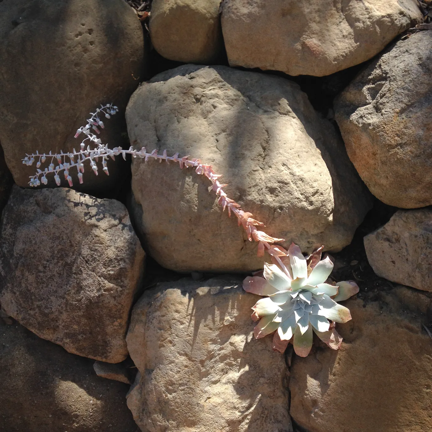 Dudleya pulverulenta
