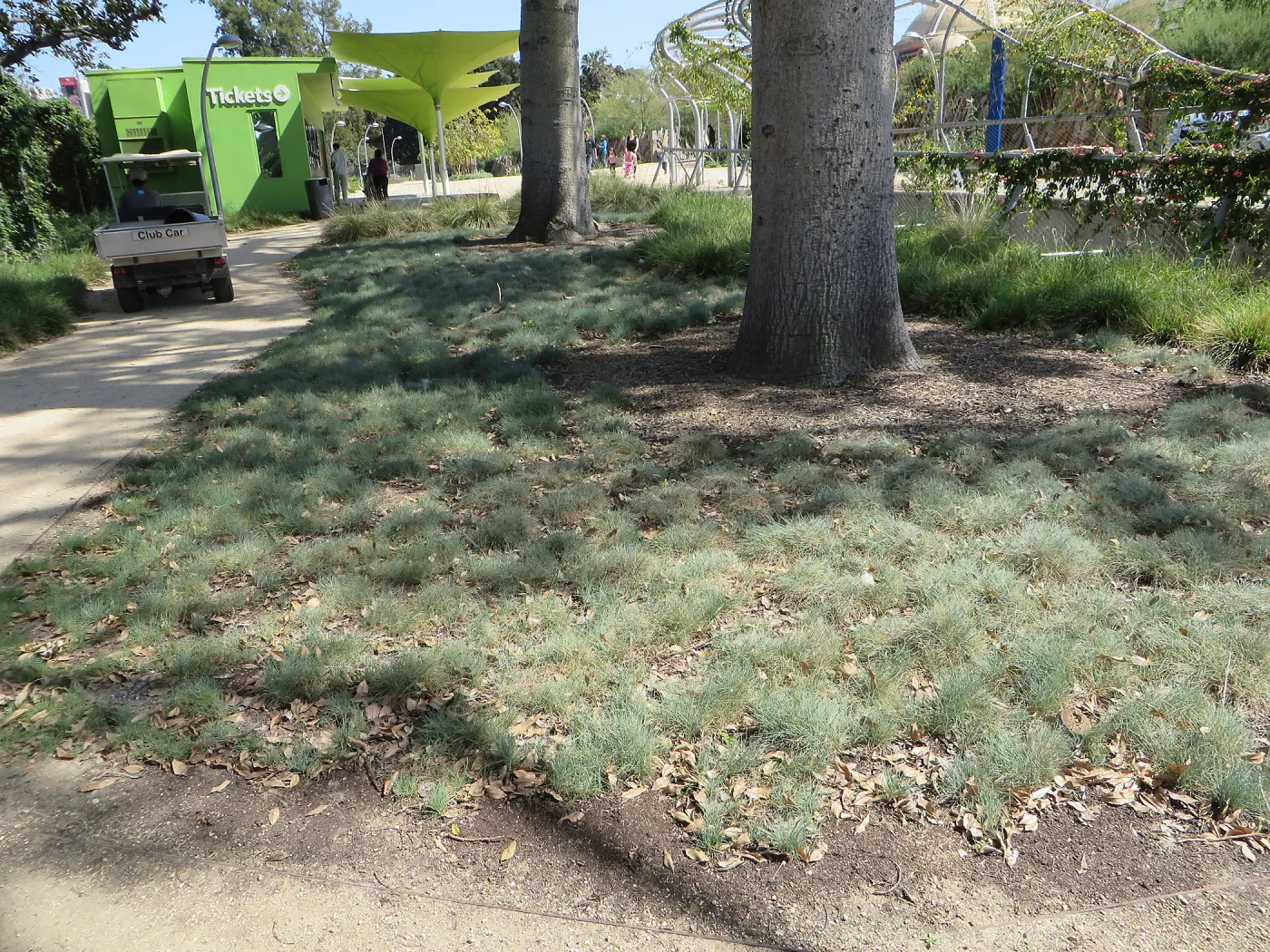Natural History Museum of Los Angeles, Nature Gardens, Festuca
