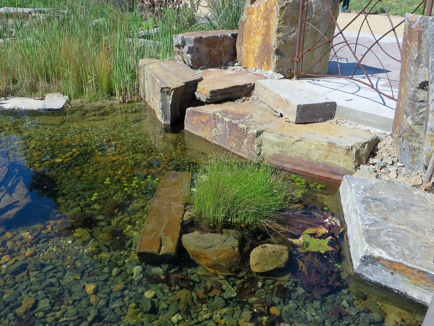 Natural History Museum of Los Angeles, Nature Gardens, Pond