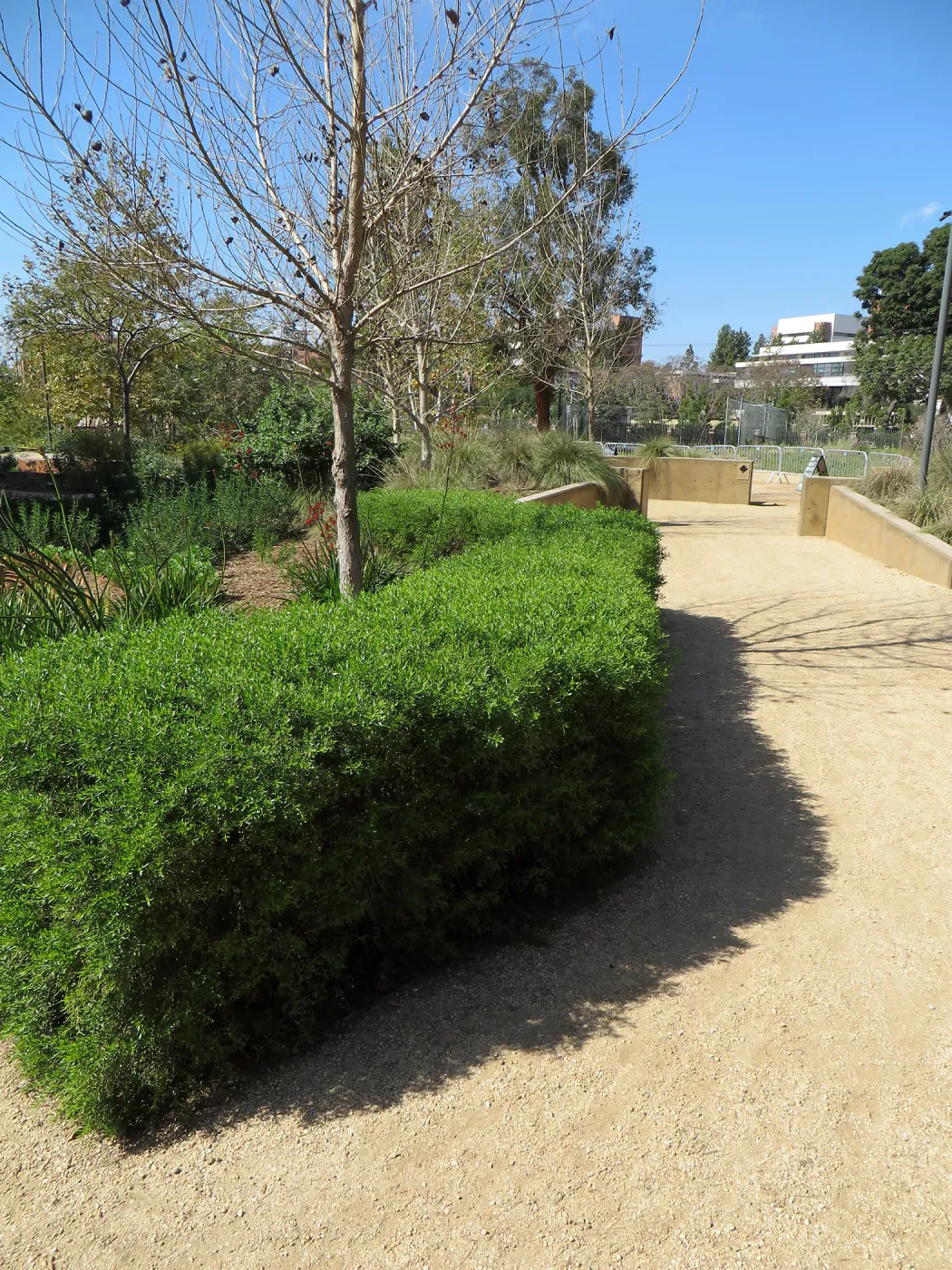 Natural History Museum of Los Angeles, Nature Gardens, Baccharis â€˜Centennial' hedge