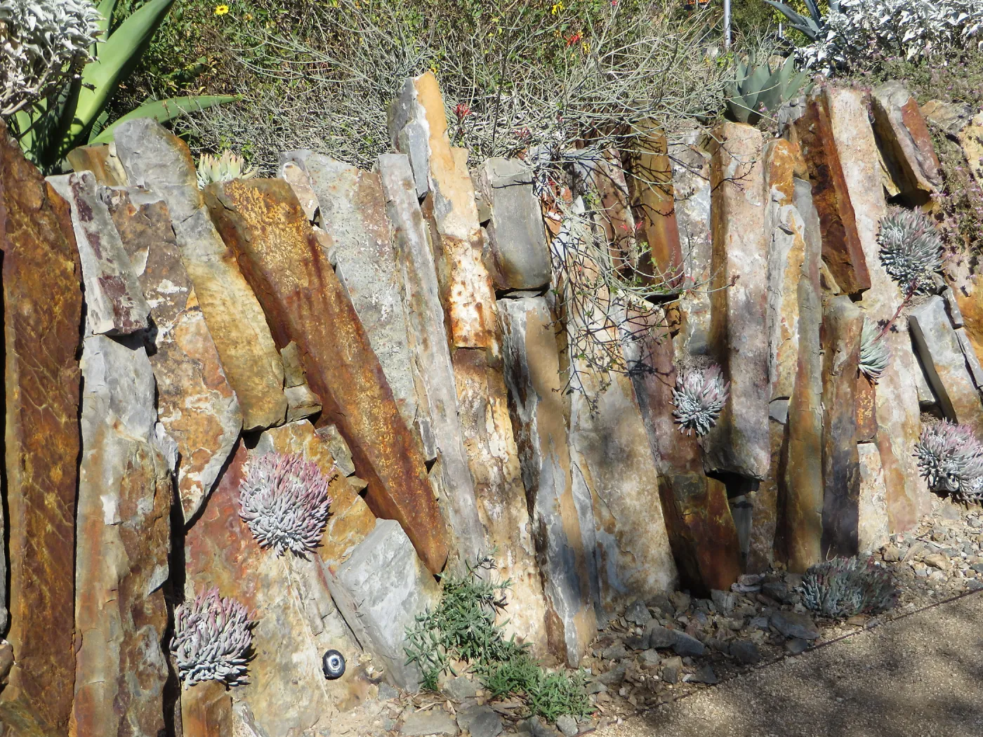 Natural History Museum of Los Angeles, Nature Gardens, Dudleyas in the rock wall