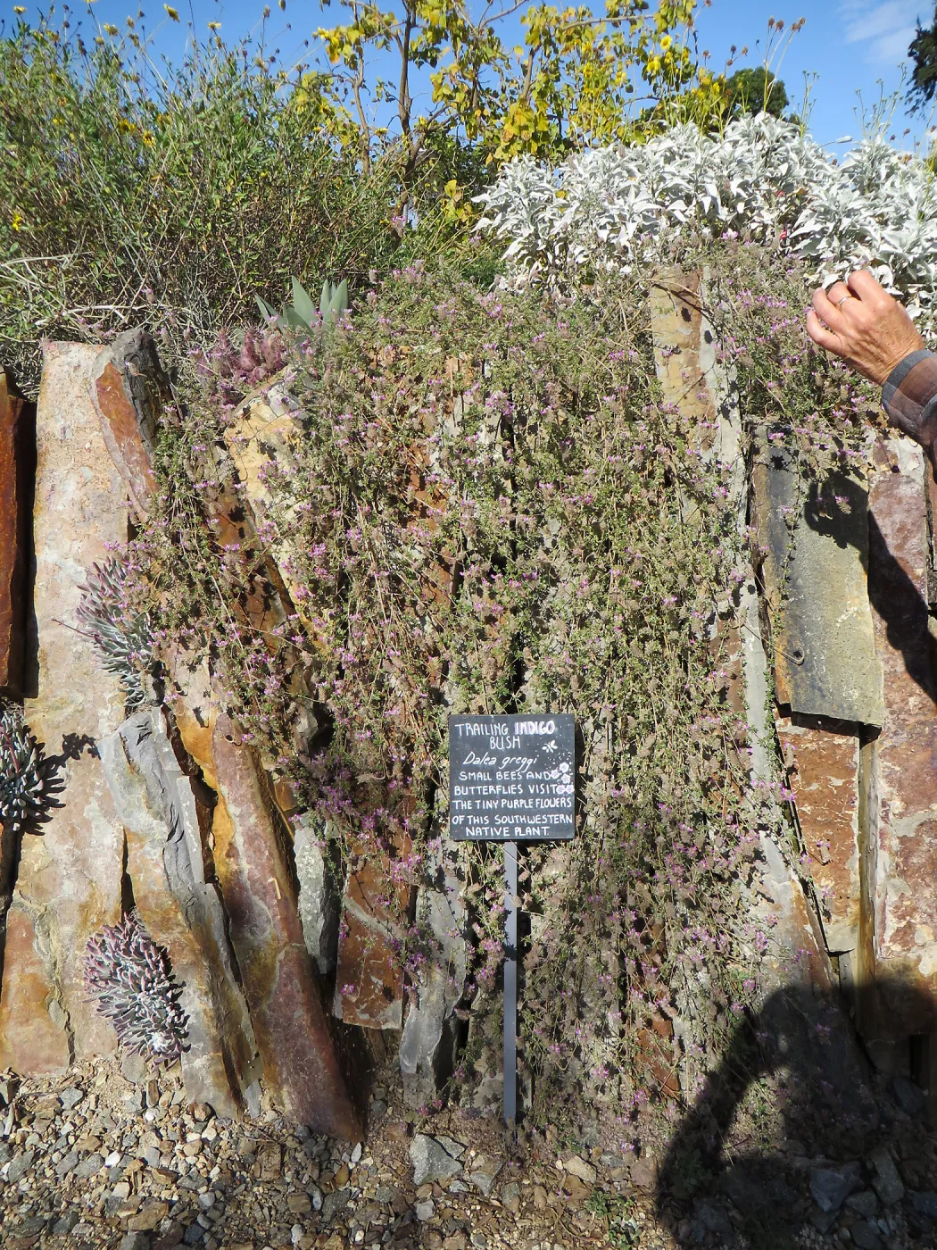 Natural History Museum of Los Angeles, Nature Gardens, Trailing Indigo Bush , Dalea greggii