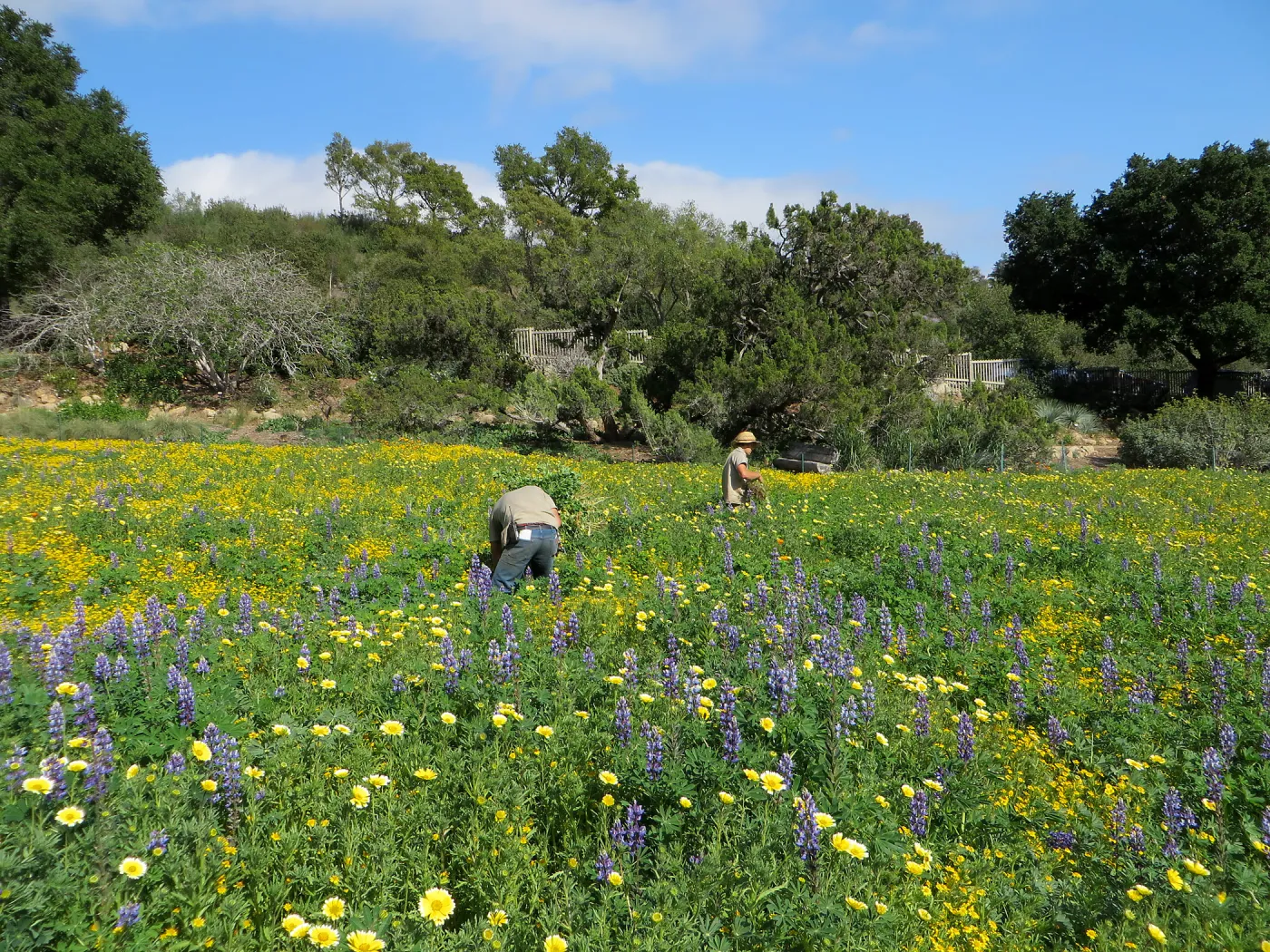 SBBG Meadow, Gold Feilds, Succulent Lupine, White Layia