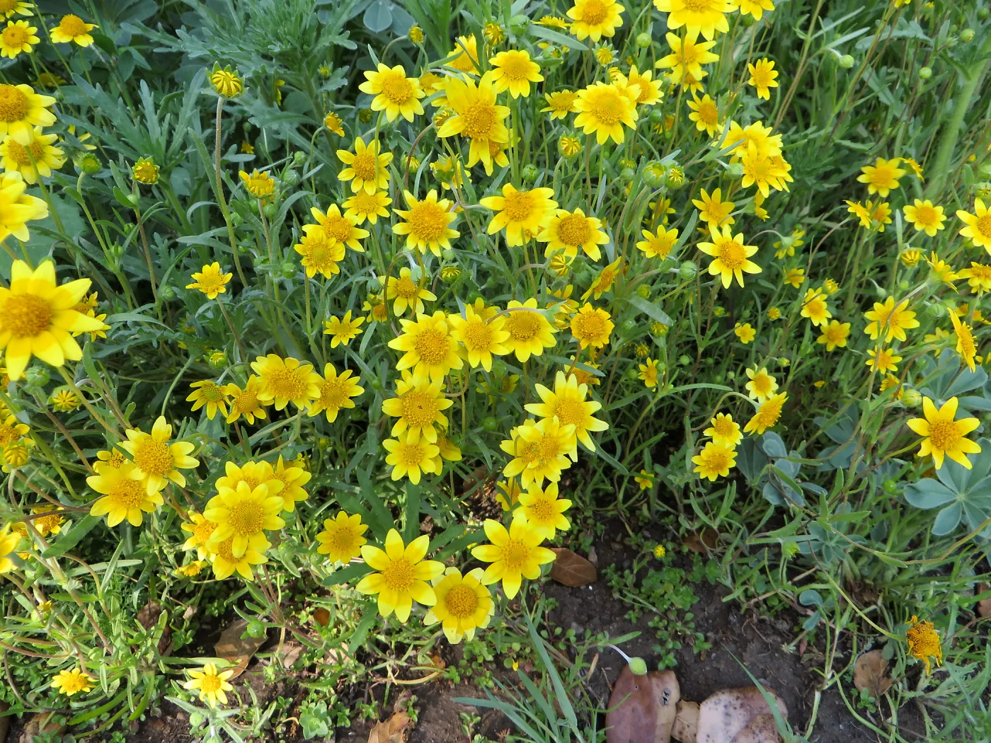 SBBG, Goldfields and Succulent Lupine