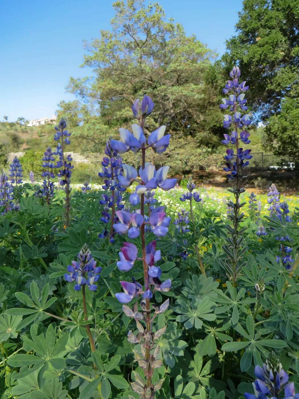 SBBG, Succulent Lupine