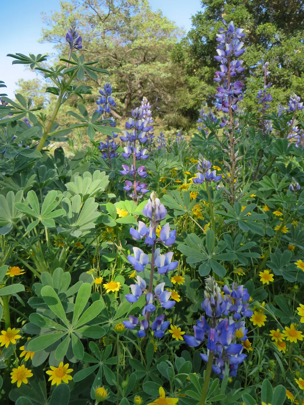 SBBG, Goldfields and Succulent Lupine