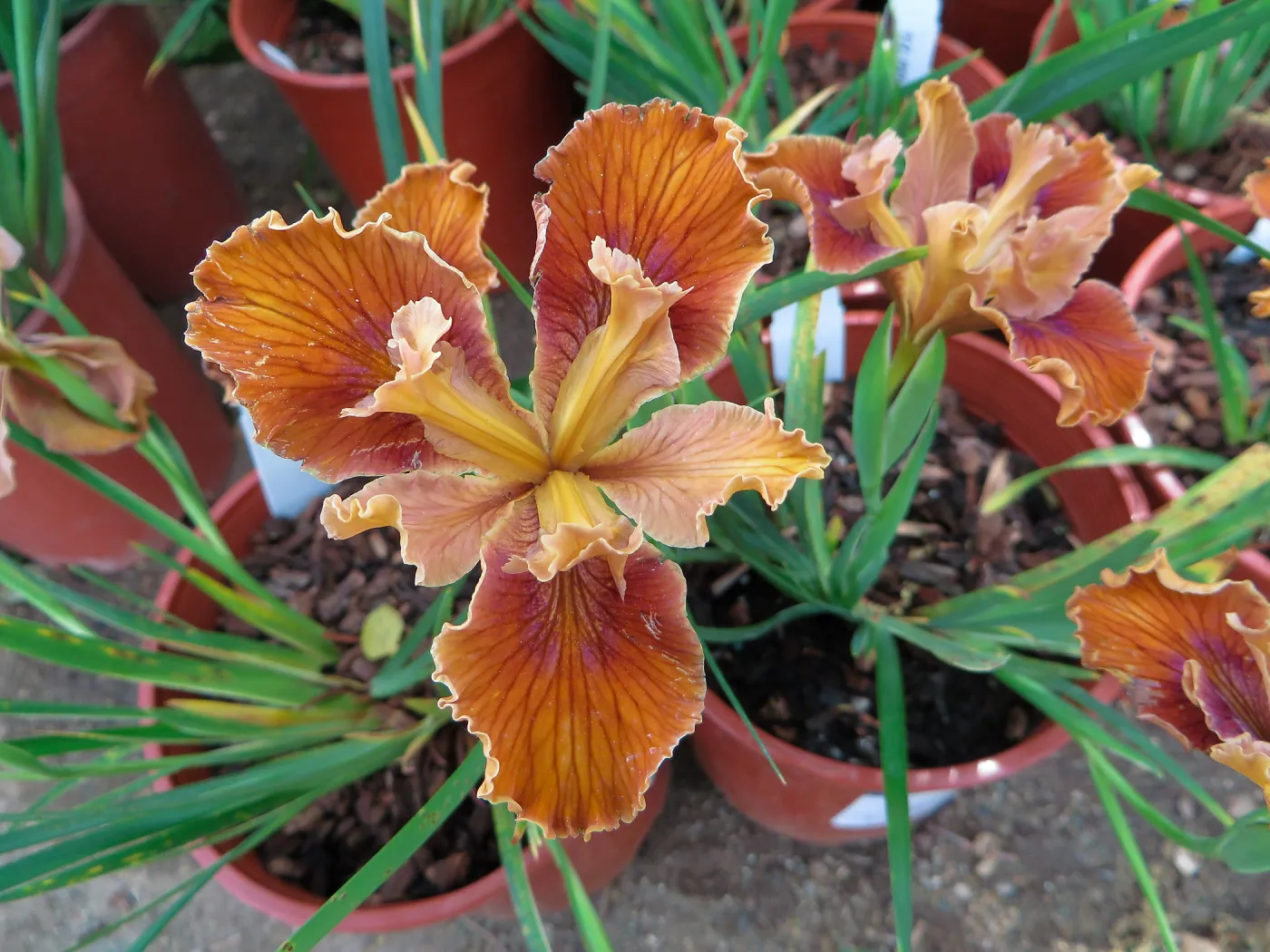 Iris â€˜Patricks Copper'