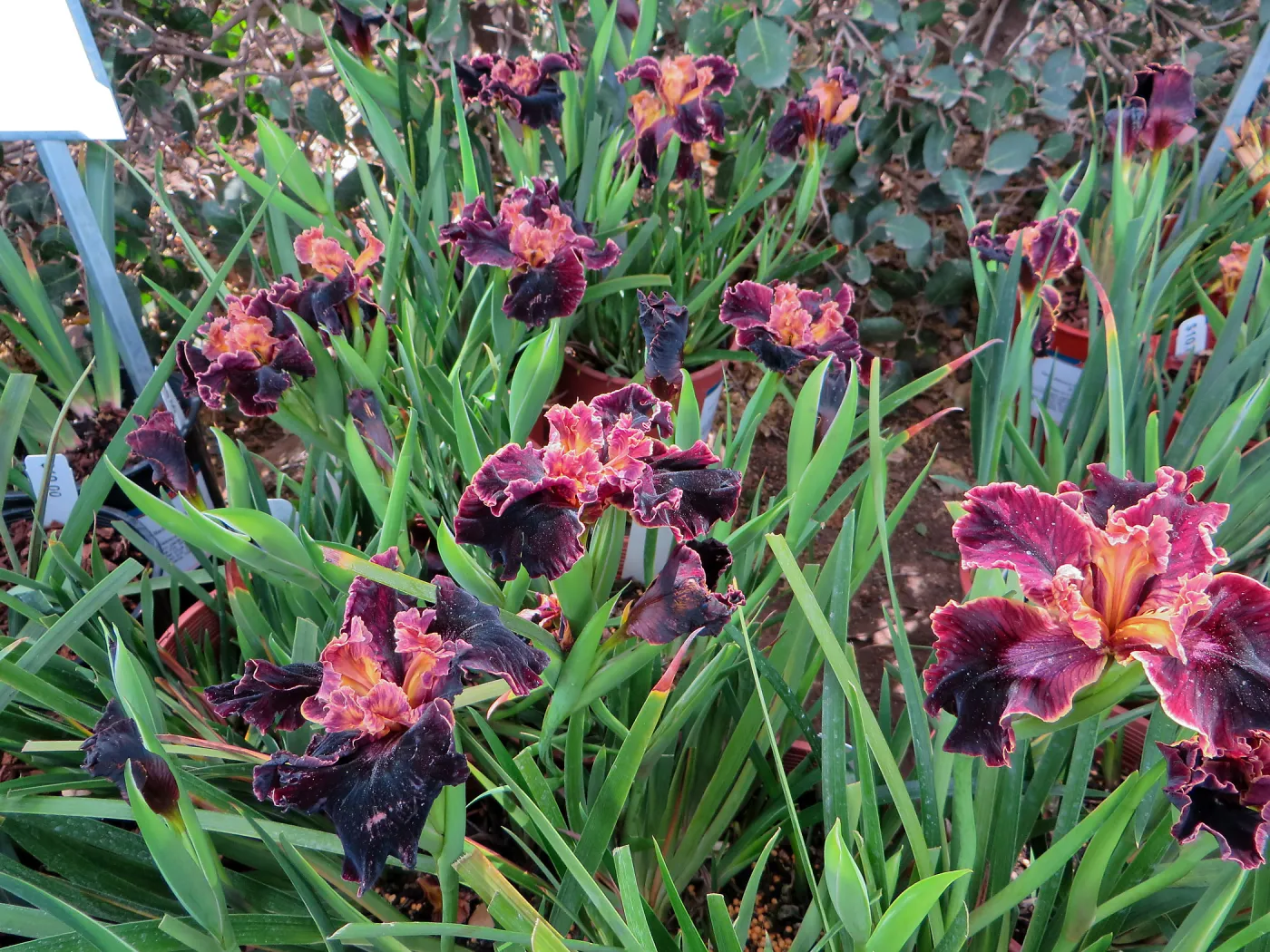 Iris â€˜Now Showing'