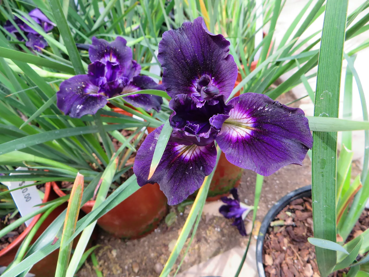 Iris, needs identification