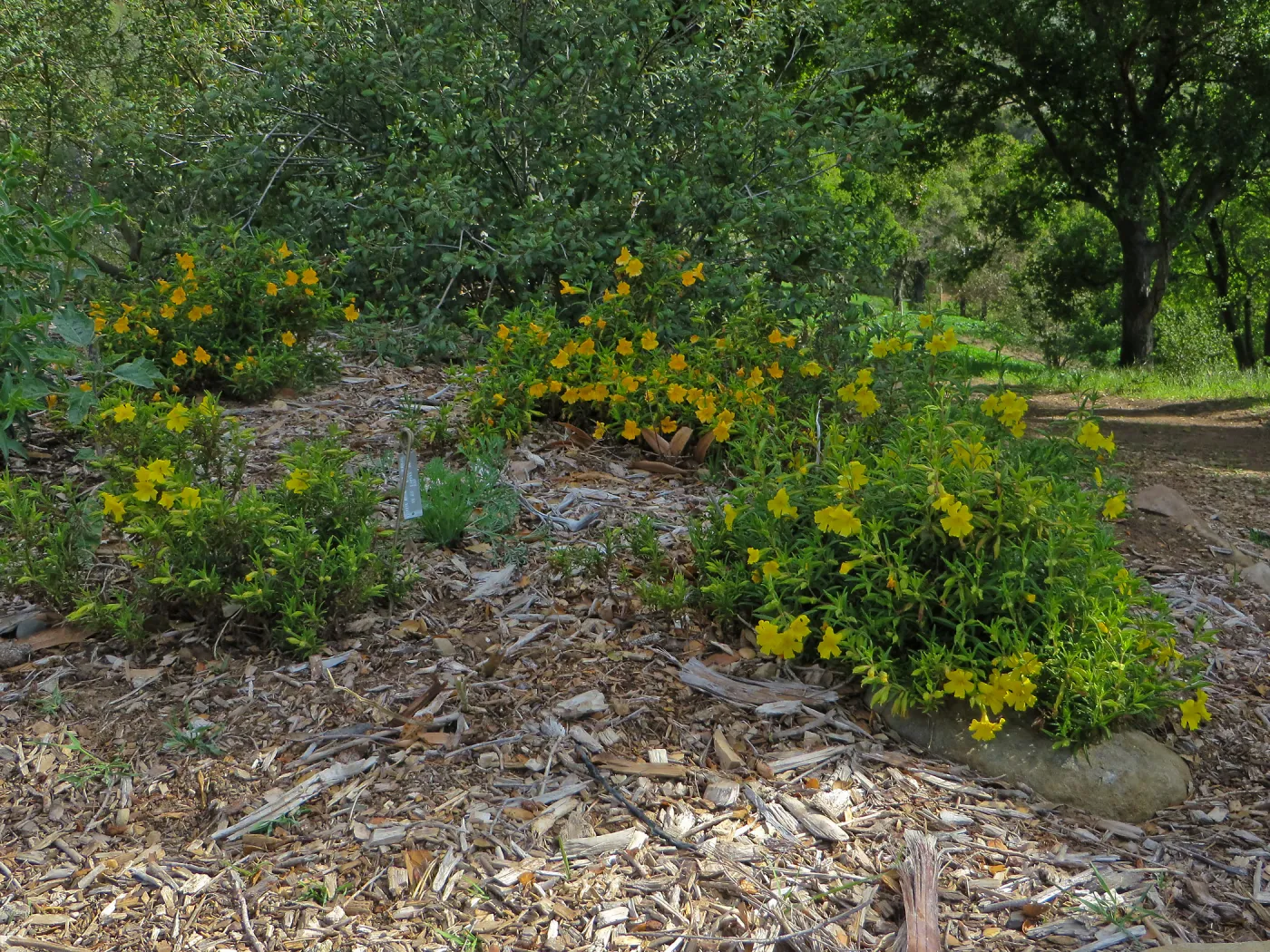SBBG, Porter Trail, Mimulus â€˜Jelly Bean Gold' & â€˜Jelly Bean Yellow'