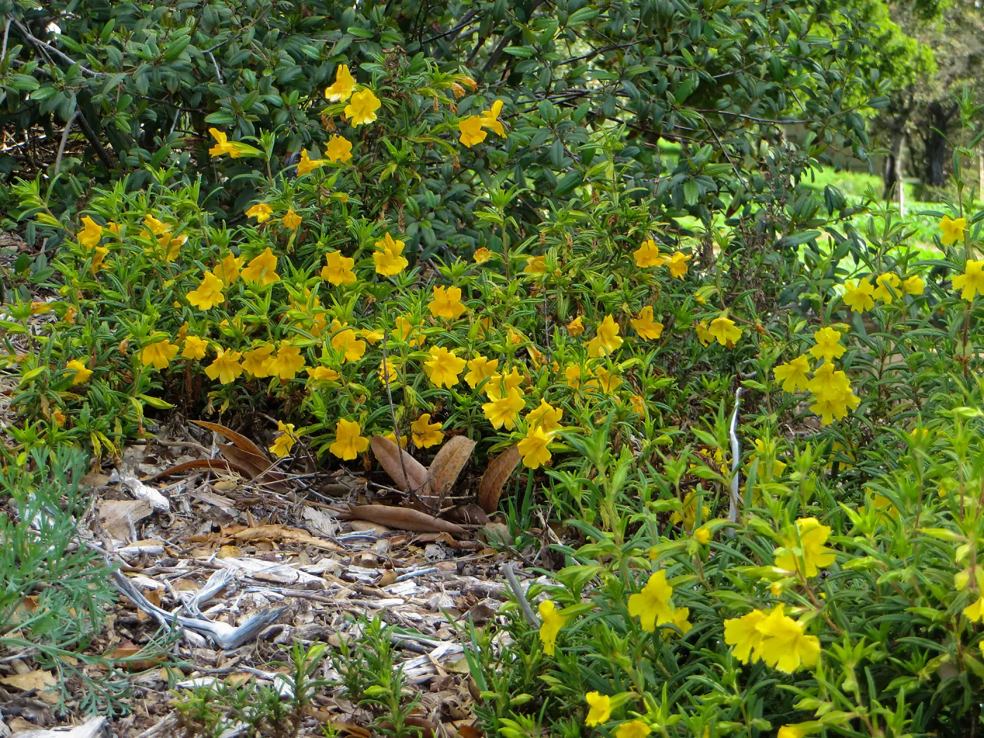 SBBG, Porter Trail, Mimulus â€˜Jelly Bean Gold' & â€˜Jelly Bean Yellow'
