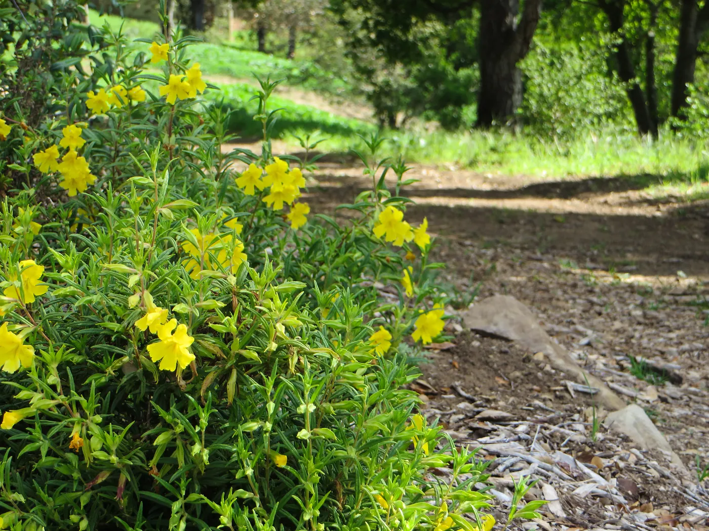 SBBG, Porter Trail, Mimulus â€˜Jelly Bean Yellow'