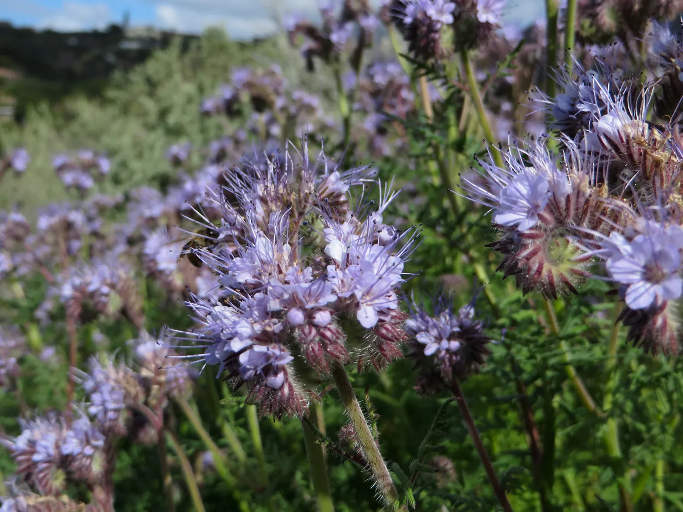 SBBG, Porter Trail, Phacelia