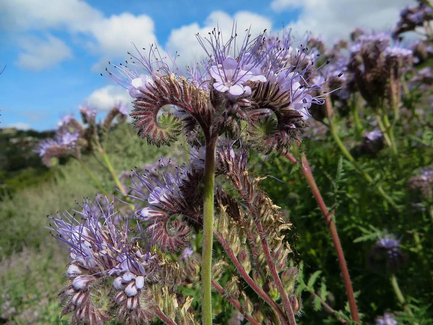 SBBG, Porter Trail, Phacelia