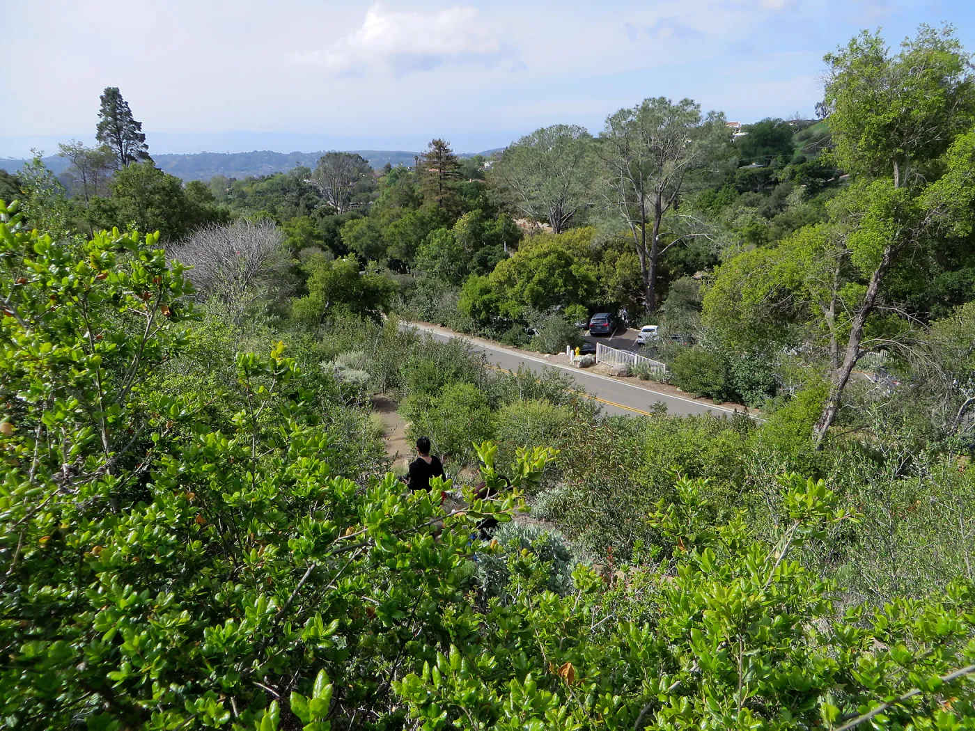 SBBG, from Porter Trail across Mission Canyon Road