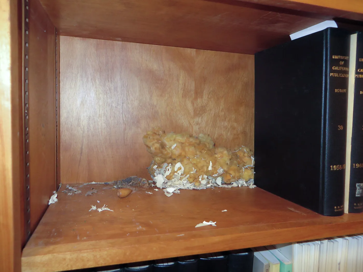 SBBG Muller Reading Room, rat problem