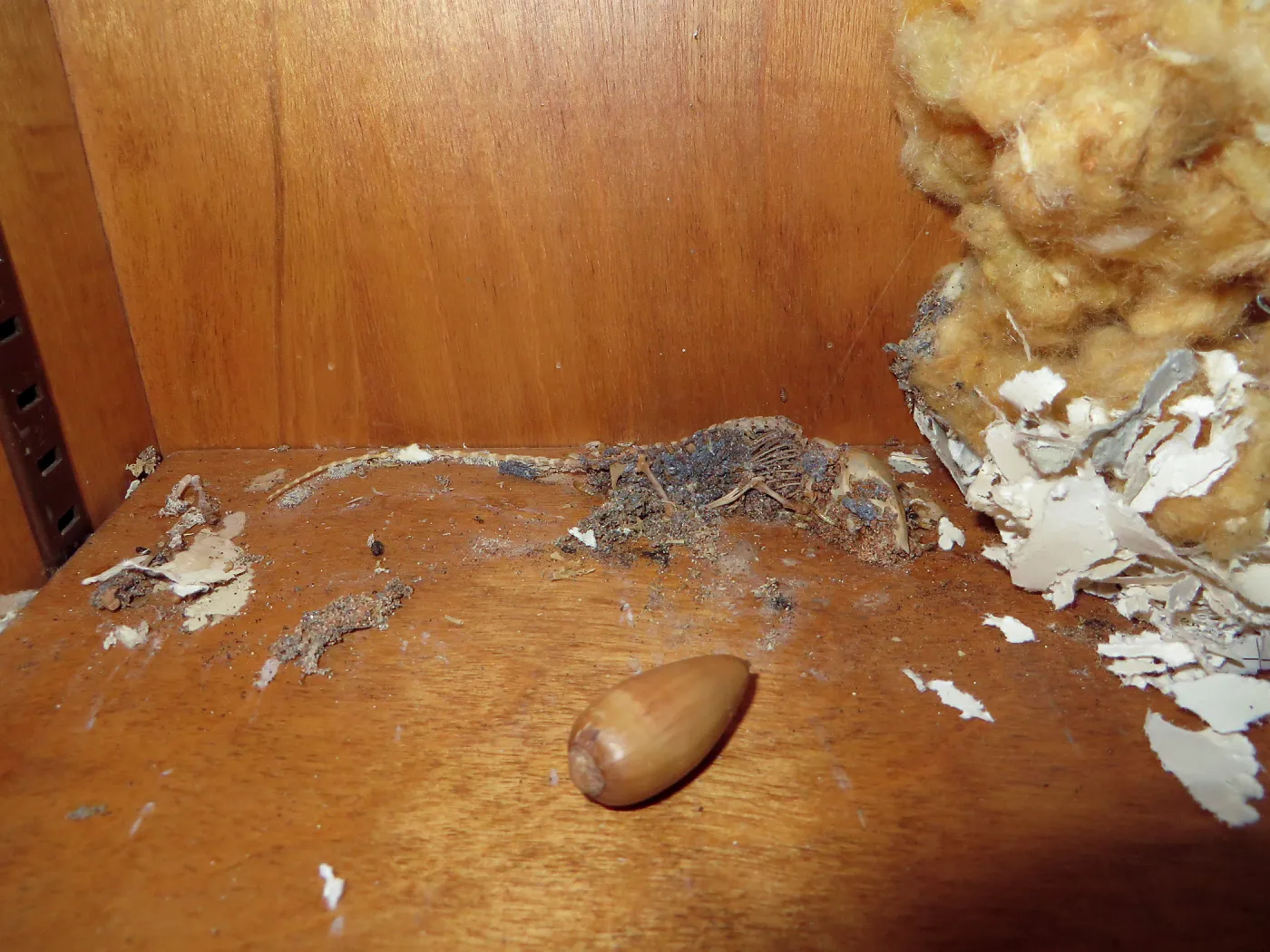 SBBG Muller Reading Room, rat problem
