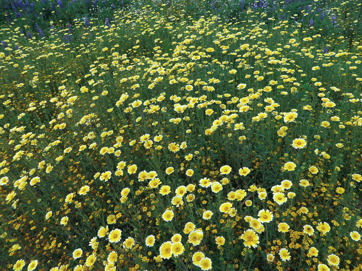 SBBG Meadow, Tidy Tips, Gold Fields