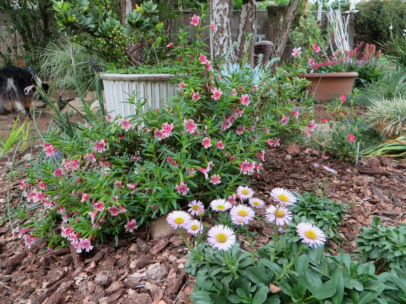 Betsys home garden, Erigeron and Mimulus â€˜Jellybean Purple Pink'