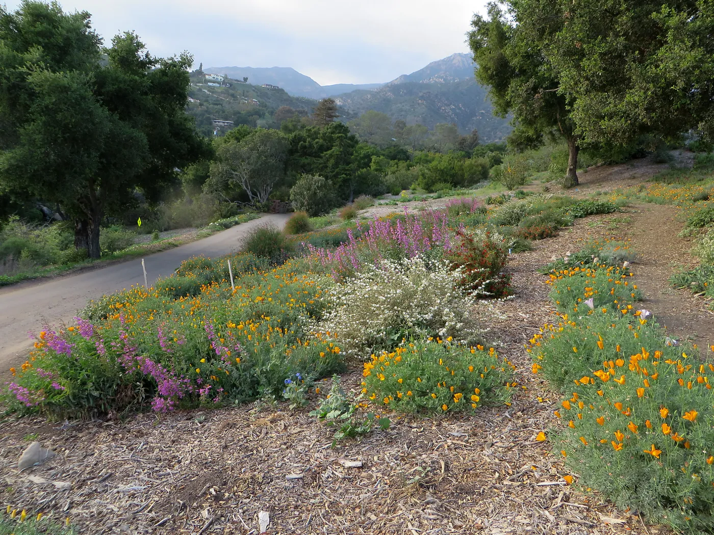 Plant Intro Program trial bed along Southwest Trail 