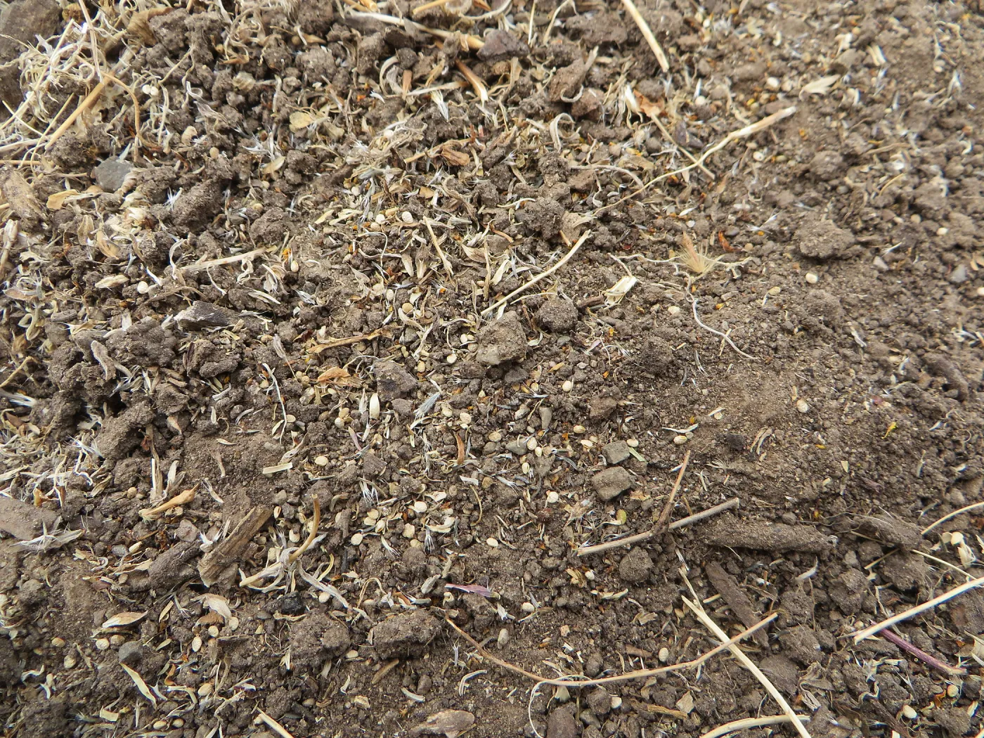 Weed seeds on soil surface