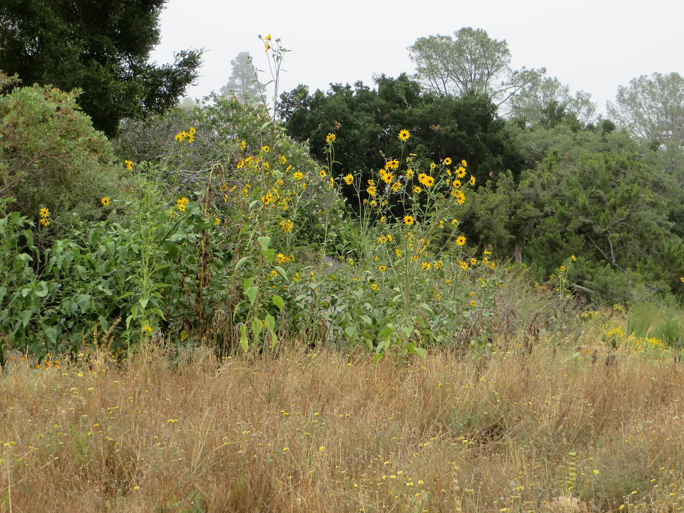 Helianthus californicus 92-283