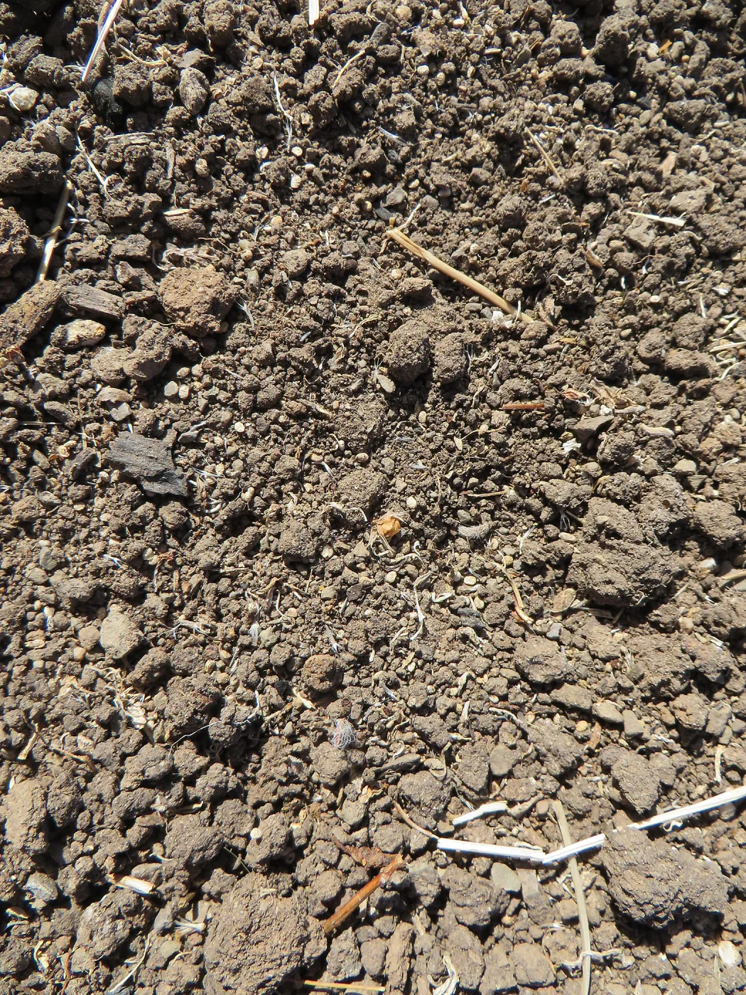 Weed seeds on soil surface