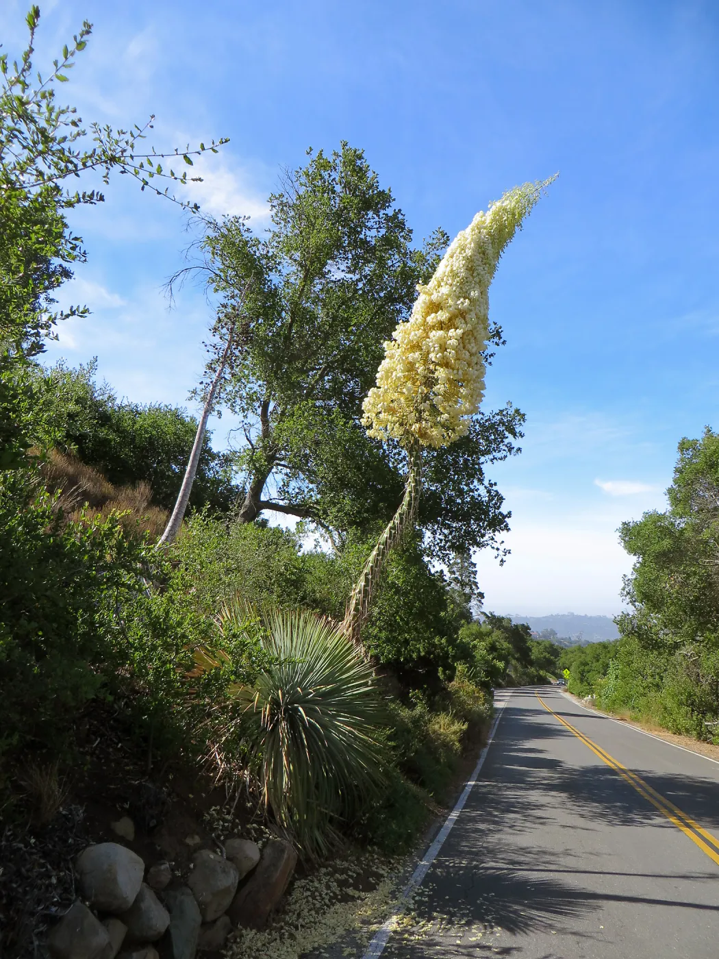 Yucca whipplei blossom, Mission Canyon Rd