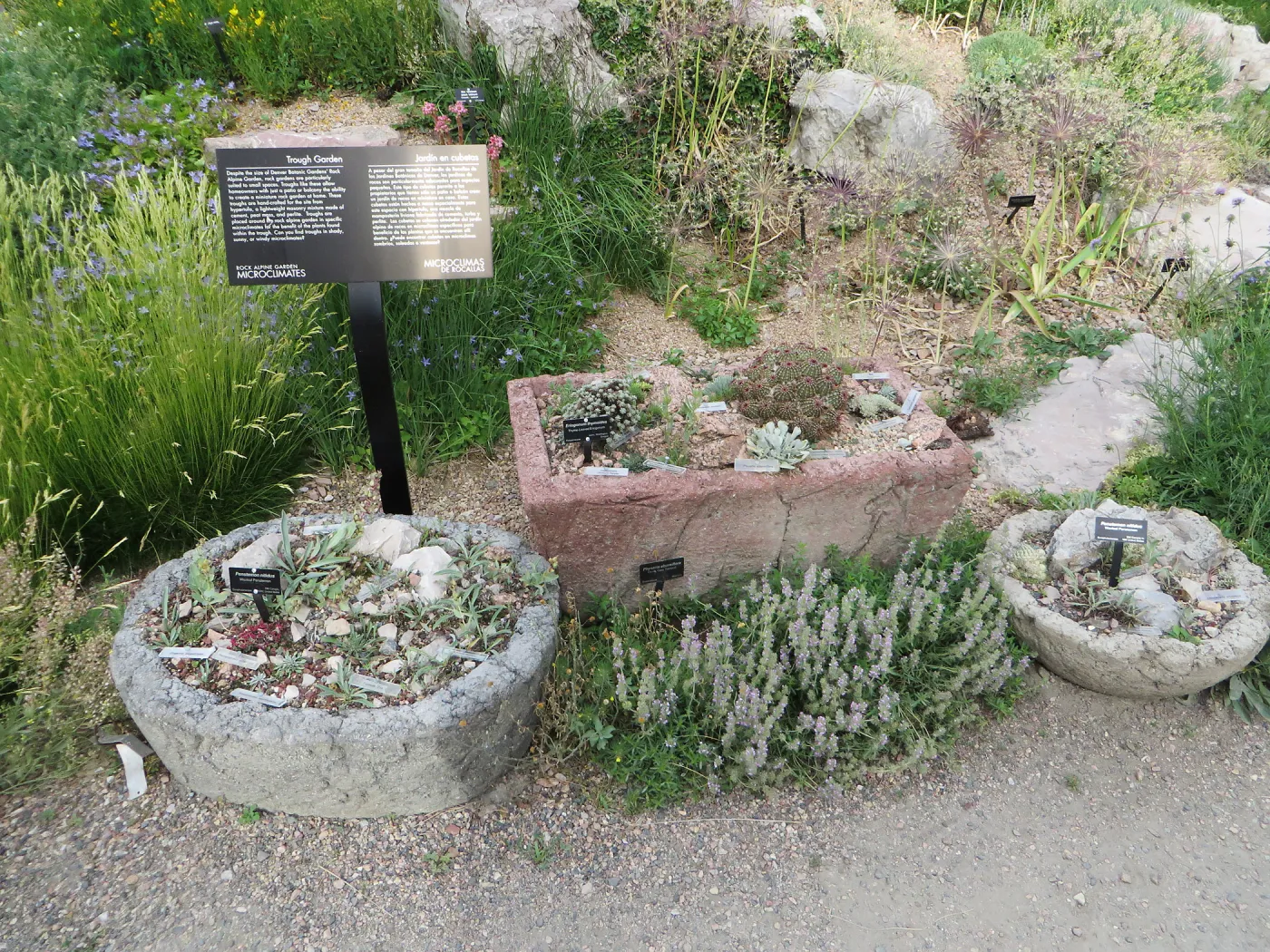Denver Botanic Garden, APGA meeting, Trough Garden