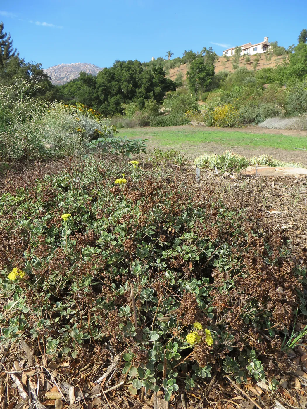 Eriogonum umbellatum Shasta Sulphur