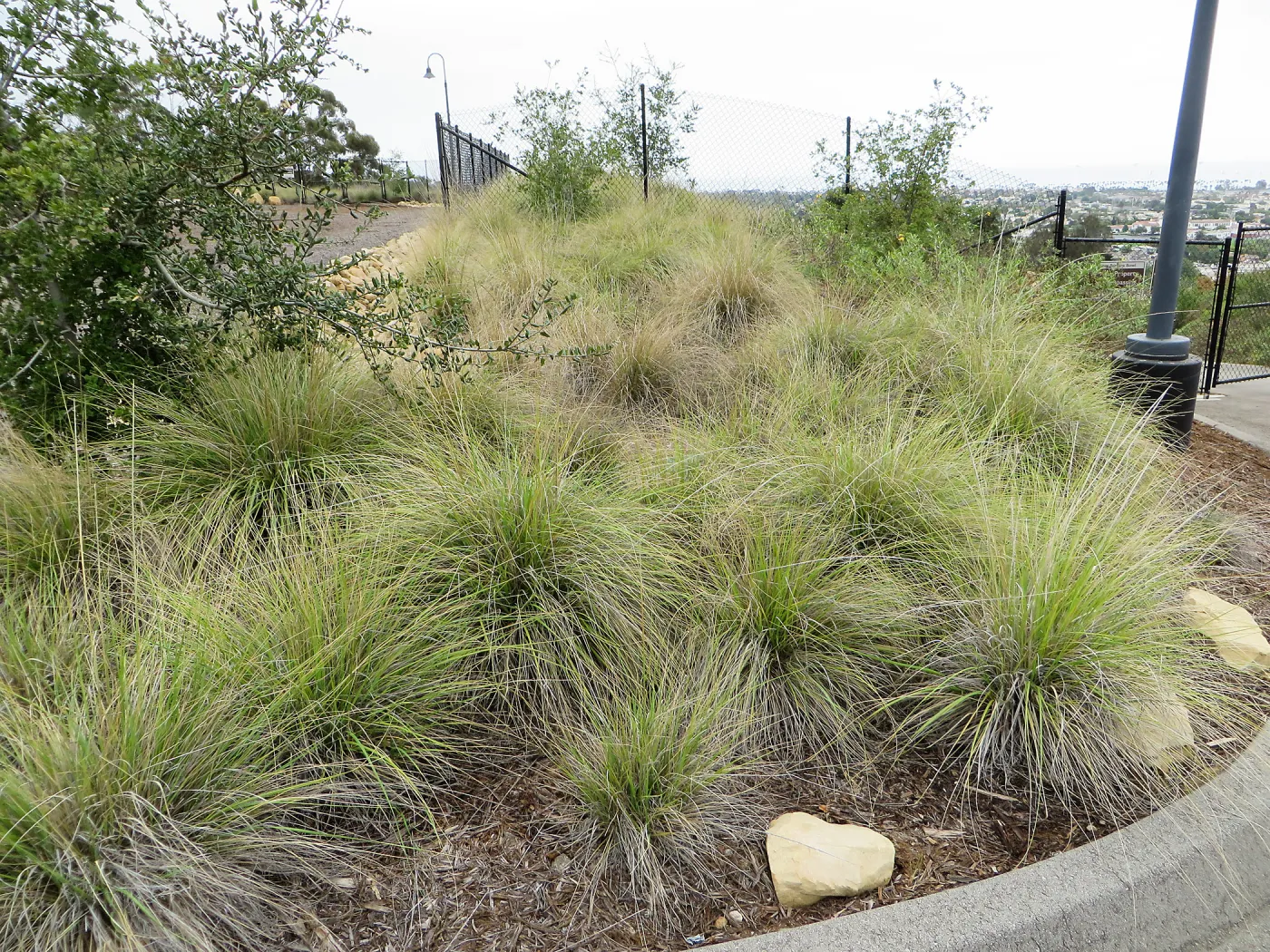 Santa Barbara County Bowl garden, designed by Susan van Atta