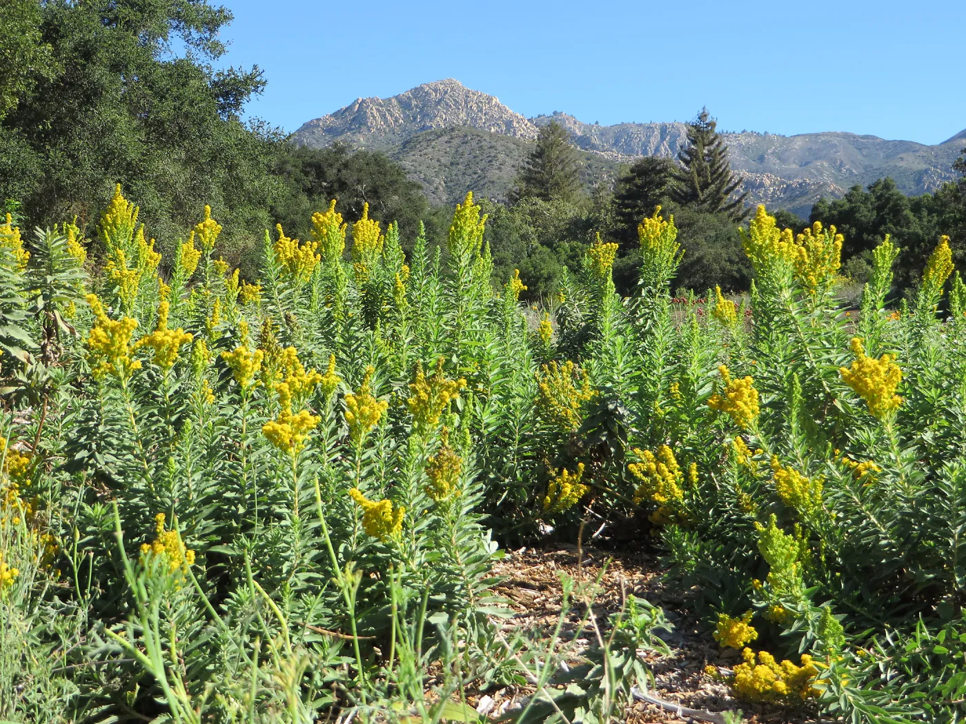 Solidago canadensis