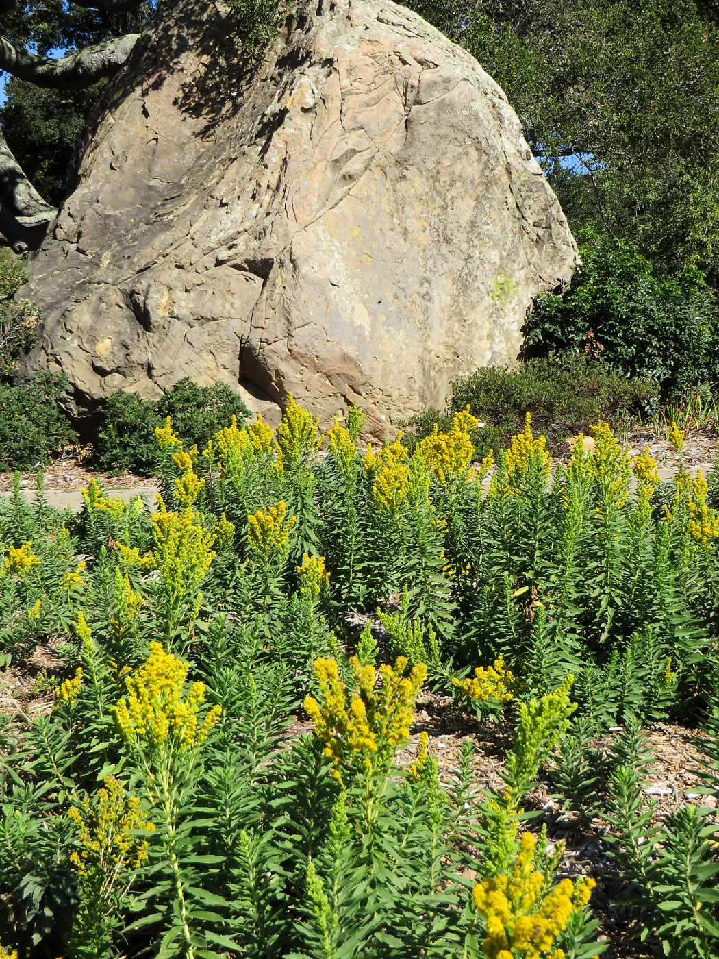 Solidago canadensis
