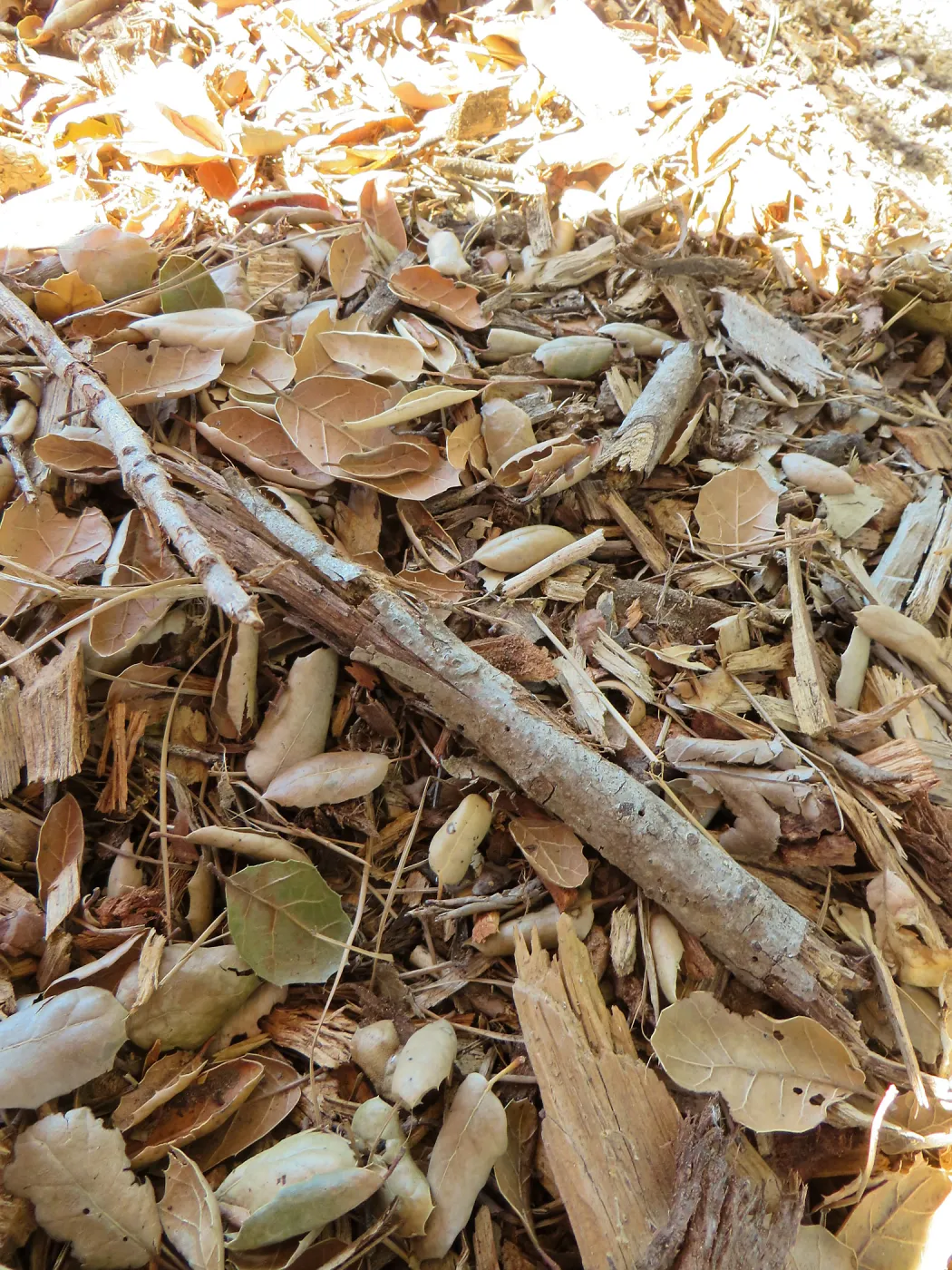 Oak leaf litter