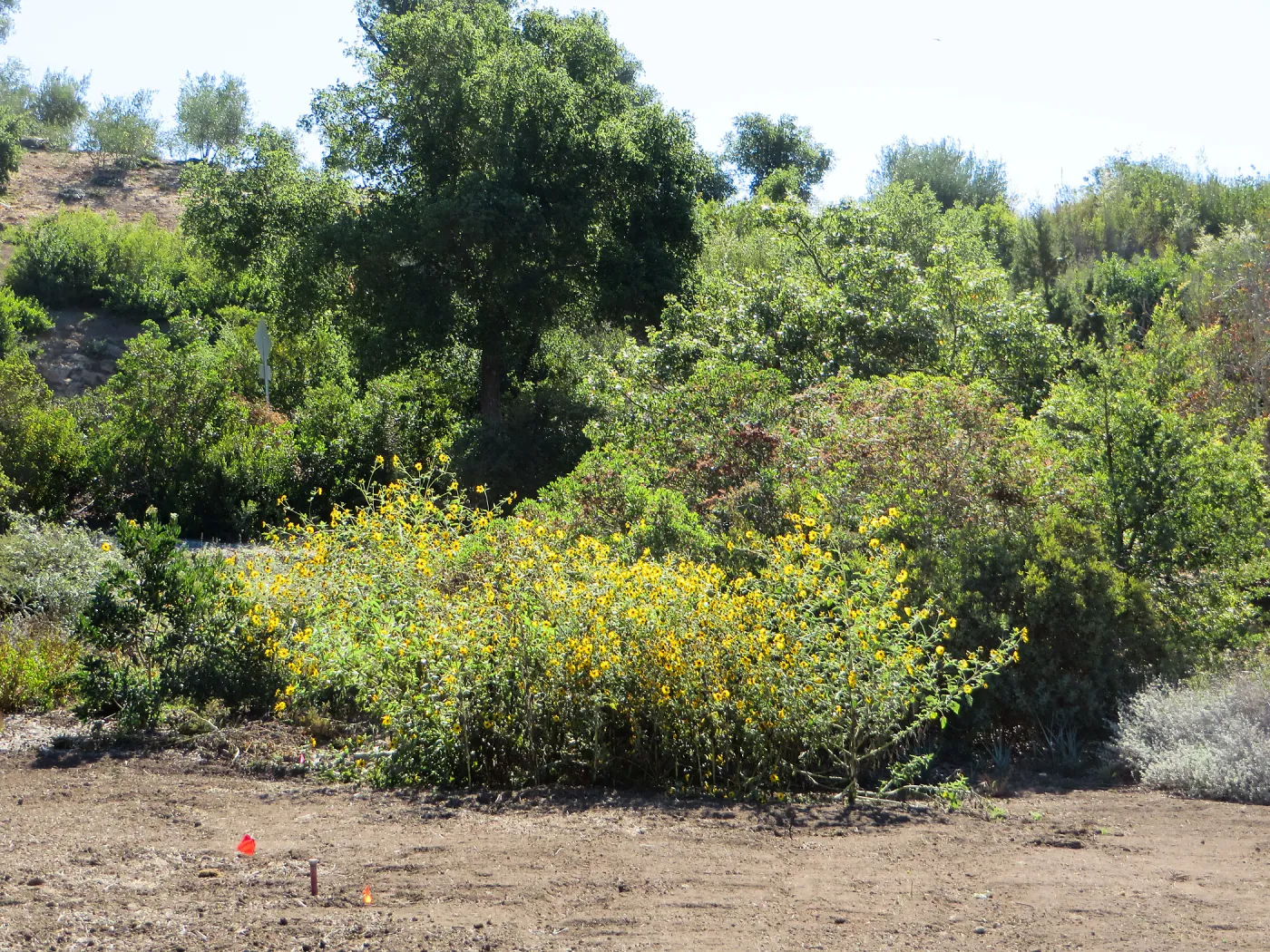 Helianthus californicus