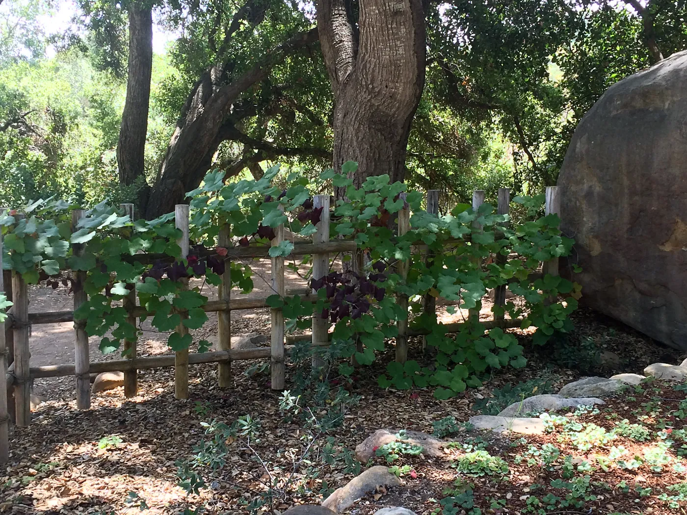 SBBG Tea House, Grape vine with unusual burgundy foliage